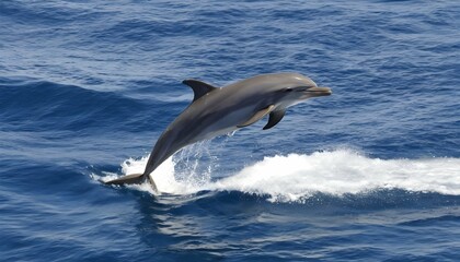 A Dolphin Riding The Wake Of A Passing Ship