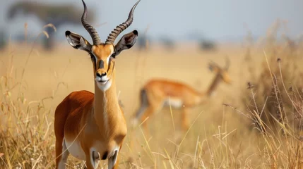 Plexiglas foto achterwand photo wildlife antelope on savanna © Natawut