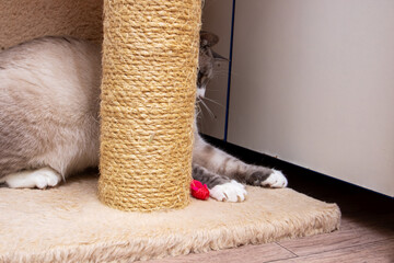 Gray cat sitting at cat toys closeup