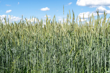 Fototapeta premium Green rye field in spring