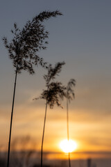 Dry reeds on the background of the sunset