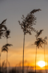 Dry reeds on the background of the sunset