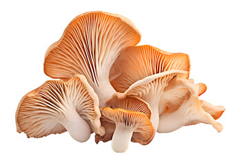 High Detailed Champignon mushrooms on transparent background