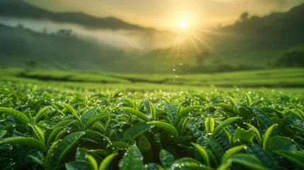 Foto op Plexiglas Sunrise over verdant tea plantation hills © muji