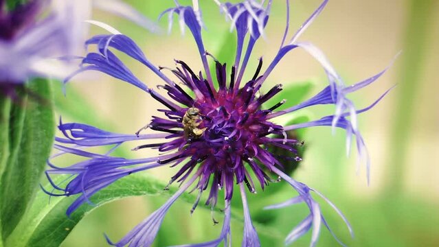 A Bumble Bee disturbs a napping Sweat Bee on a cornflower in a summer garden 