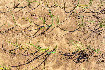 Field of Onions: Top-Down Photograph of a Row in Perspective.