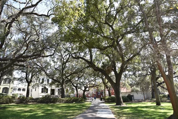 Fotobehang Place boisée à Savannah. USA © JFBRUNEAU