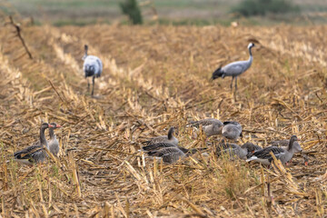 Wildlife - Crane on a field - Germany - Europe