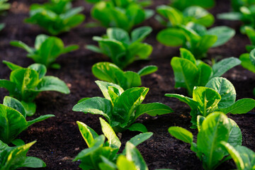 A bunch of green lettuce plants are growing in a garden. The plants are small and leafy, with some of them appearing to be drooping