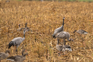 Wildlife - Crane on a field - Germany - Europe
