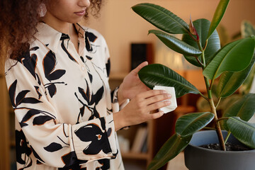 Side view close up of woman wiping green leaves of potted tropical houseplant in cozy home