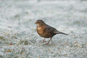 Blackbird, female,