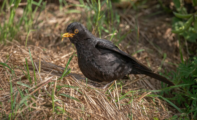 Blackbird, male,