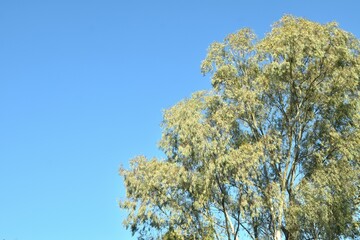 landscape of tree in bright sky background on morning