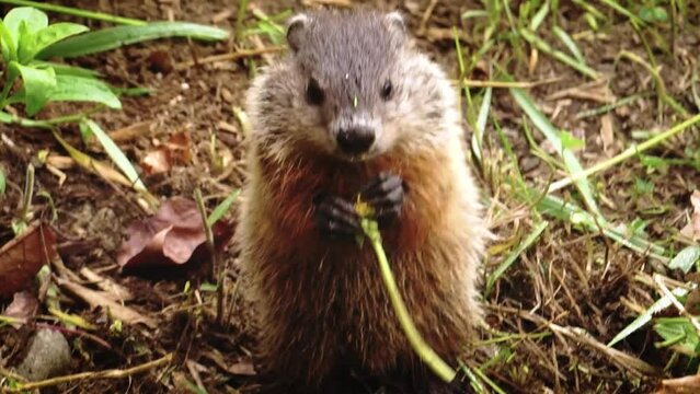 A baby groundhog eats a dandelion in the garden