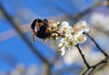 Macro image of of a Bee on Blackthorn blossom, Shropshire England
