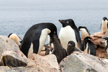 Naklejka premium Couple de manchots d'Adélie nourrissant un petit en Antarctique Janvier 2024