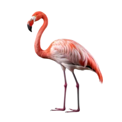 Fotobehang Beautiful Flamingo isolated on transparent background © roy9