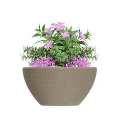 Potted plants isolated on white background