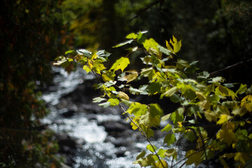 Algonquin Waterfall