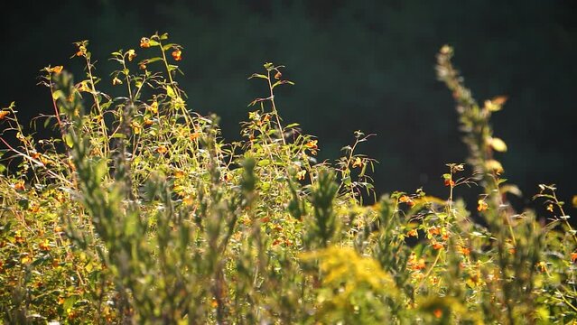 A soft breeze flows through a wildflower meadow in autumn sunset nature video 