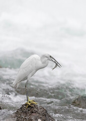 Hunting in the rushing river, the little egret with fish in the beak (Egretta garzetta) - 756578565
