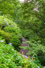 紫陽花の咲いている道