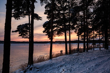 A large, natural skating rink on a lake in the forest, families with children skating. Family, winter, sunset, forest, fresh air, sports, active recreation. Tree silhouettes.