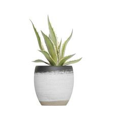 plant isolated on white background