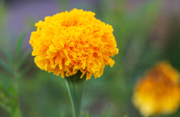 Orange marigold flower growing outdoors in the garden in summer