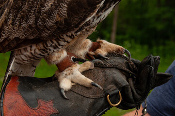 A close-up of a Great Horned Owls talons on a glove outside