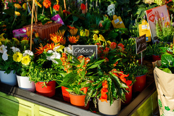 Fototapeta na wymiar sale of plants for the garden in the garden center