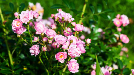 Beautiful blooming soft pink bush rose against a background of green foliage