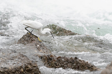 Hunting on the cliff, the little egret (Egretta garzetta) - 756580715