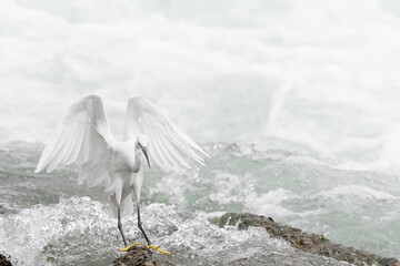 Landing on the rocks, the beautiful little egret (Egretta garzetta) - 756580796