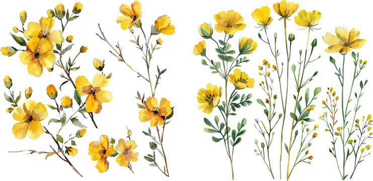 Watercolor painting set of yellow wild flowers branches