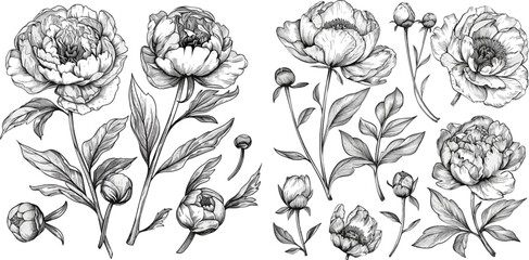 vector floral set with peonies and leaves - obrazy, fototapety, plakaty