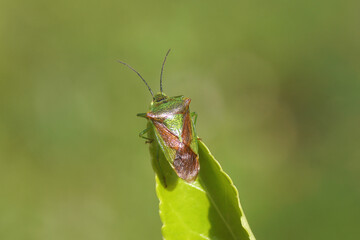 Hawthorn shieldbug (Acanthosoma haemorrhoidale), family Acanthosomatidae. On a leaf of a Japanese spindle (Euonymus japonicus) after hibernation. Spring, March, Netherlands
