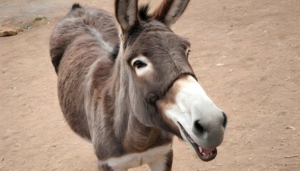 A Donkey With Its Mouth Open Chewing Cud