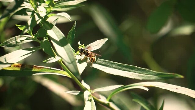 A macro flower fly (hover fly) takes a bath on a leaf in dramatic natural lighting 