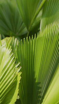 Licuala grandis or Vanuatu Fan Palm in botanical garden.


