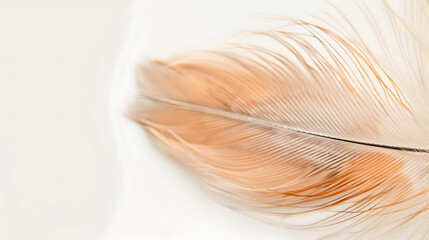 beautiful feathers