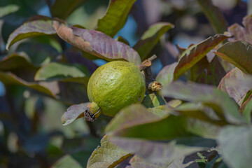 a guava on guava tree branch. guava closeup. a fresh fruit on a tree