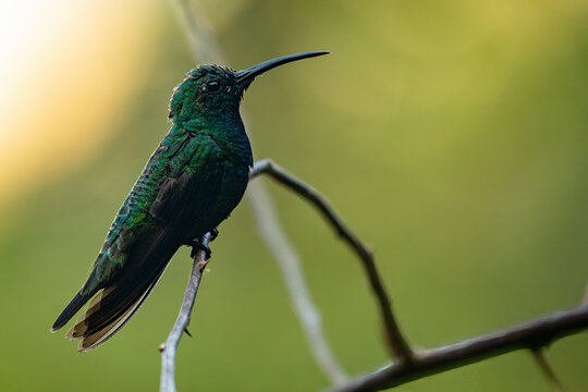 Beautiful Crowned Woodnymph hummingbird (Thalurania colombica) perched on a twig against a green background. 