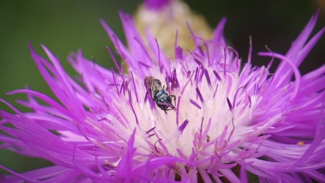 A green metallic sweat bee pollinates a purple garden flower in spring
