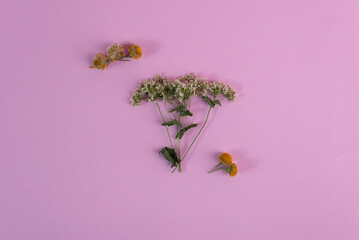 herbarium of spring flowers on a pink background