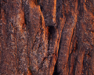 Pattern and structure of beech bark. Detail shot. - 756589135