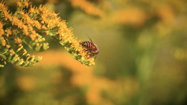 A macro honey bee pollinating goldenrod golden yellow flowers in autumn, fall nature video