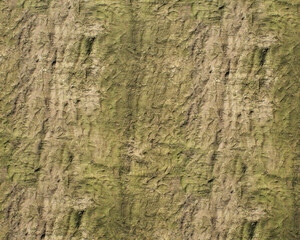 Pattern and structure of beech bark. Detail shot. - 756589565