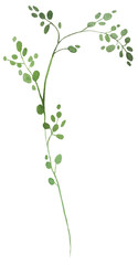 Watercolor tiny twig with green leaves isolated illustration, botanical wedding element